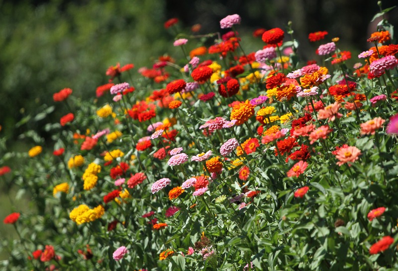 a field of zinnias