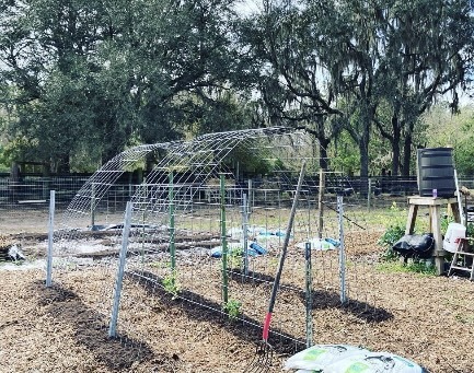 cattle panel arch trellis