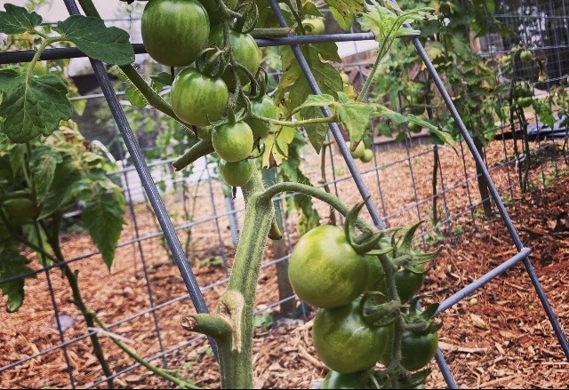 tomatoes on the vine