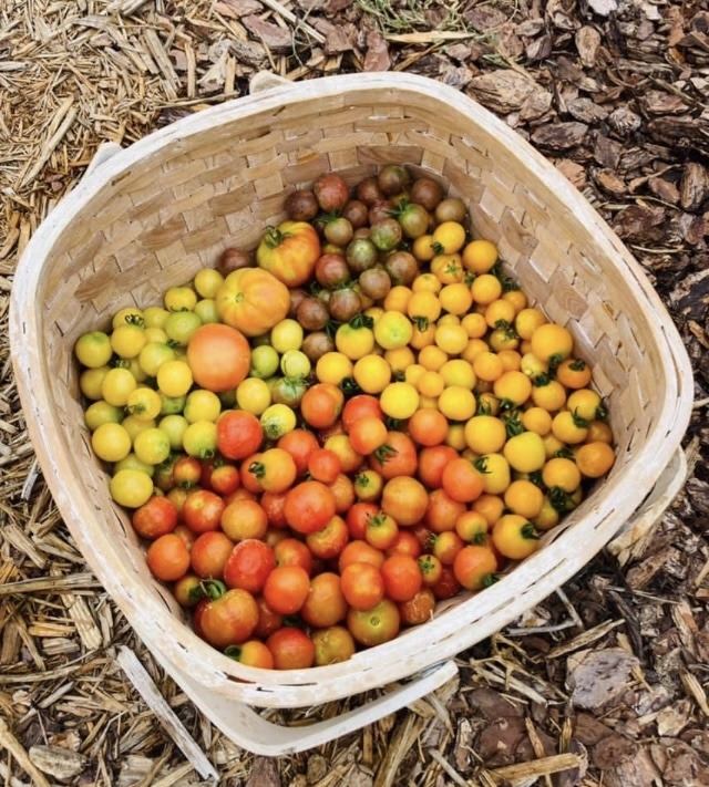 a basket full of cherry tomatoes