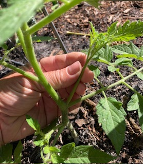 a sucker on a tomato plant to prune off