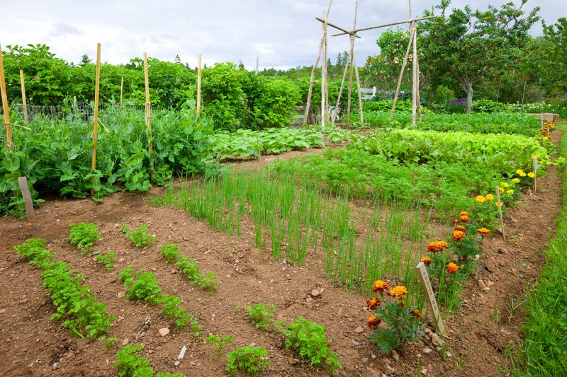 backyard vegetable garden with onions, marigolds, peppers, squash, green beans, and more