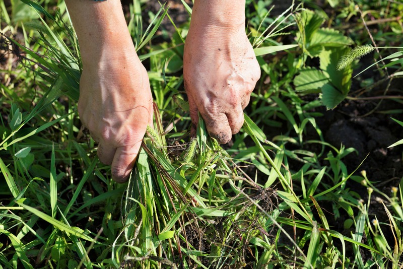 pulling grass and weeds