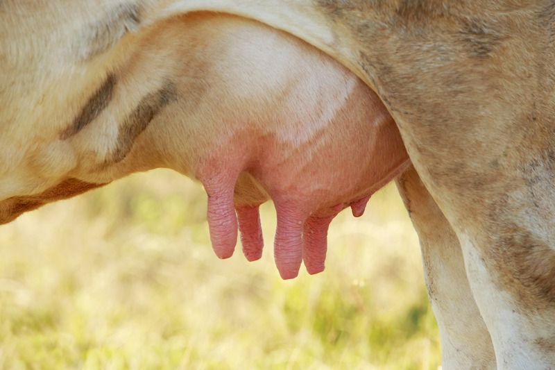 the close-up photo of little cow's udder
