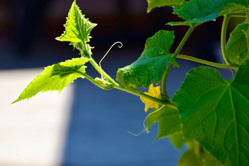 Yellow flower on vine