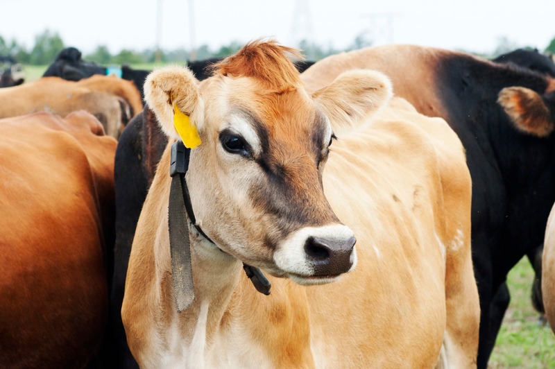 A close up of a Jersey breed dairy cow