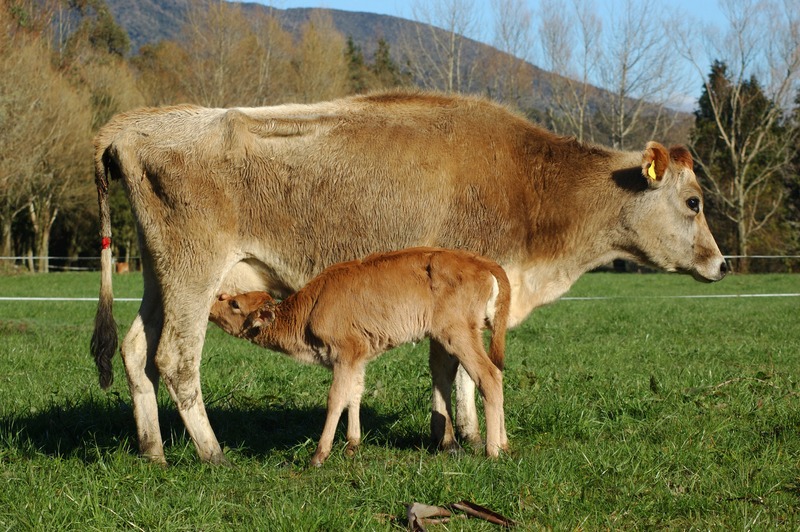 jersey-cow-feeding-her-calf