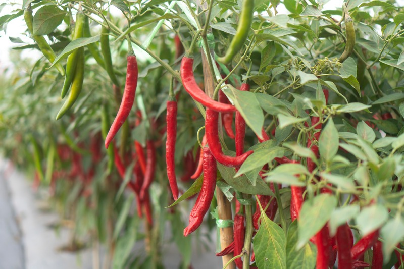 chili peppers ready for harvest