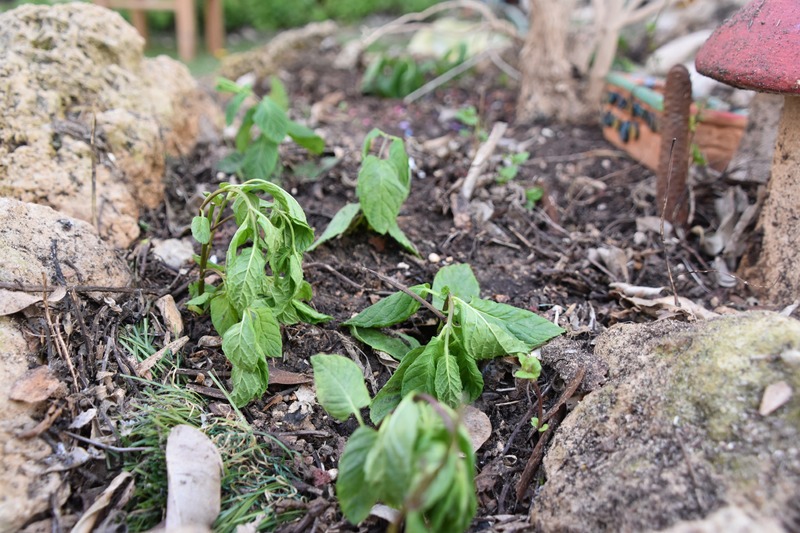 wilted pepper plants