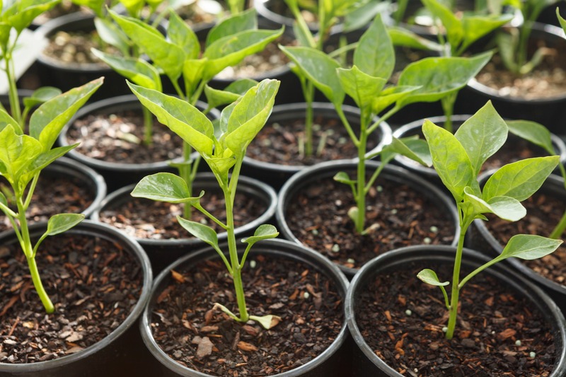 healthy pepper seedlings