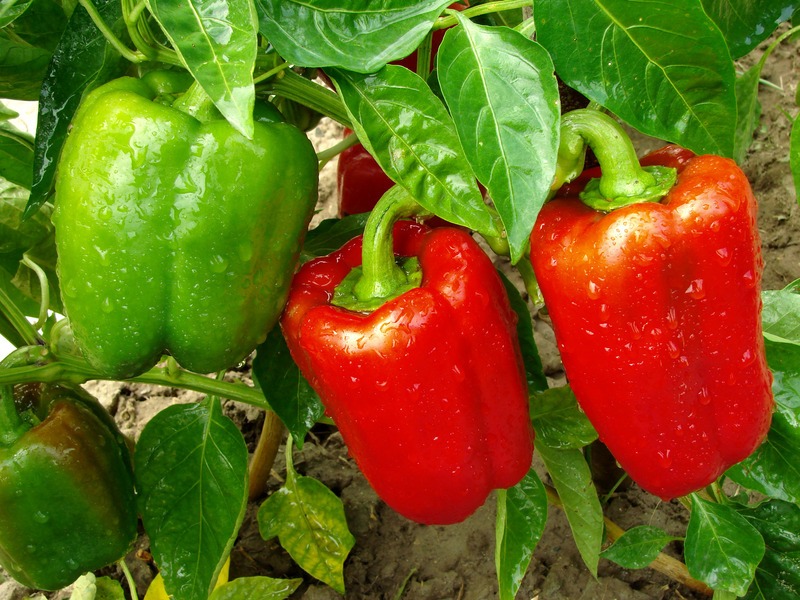 close up of bell peppers ready for harvest