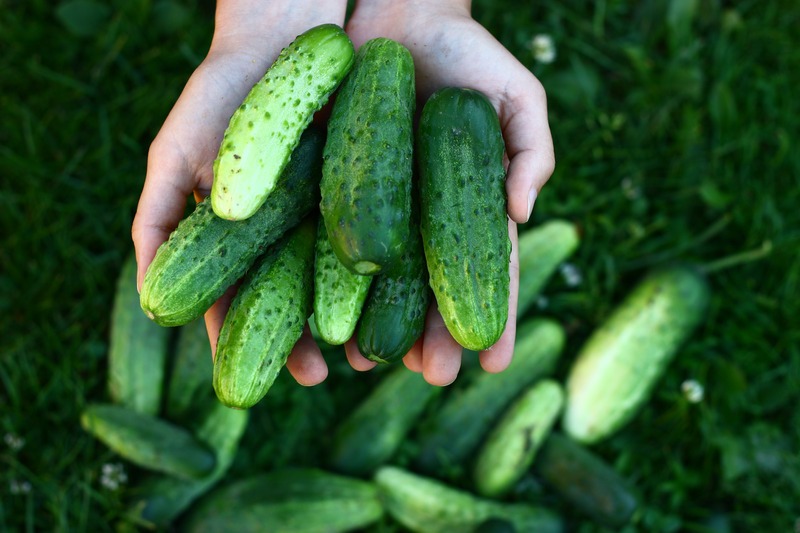 Hands holding home grown organic green cucumbers