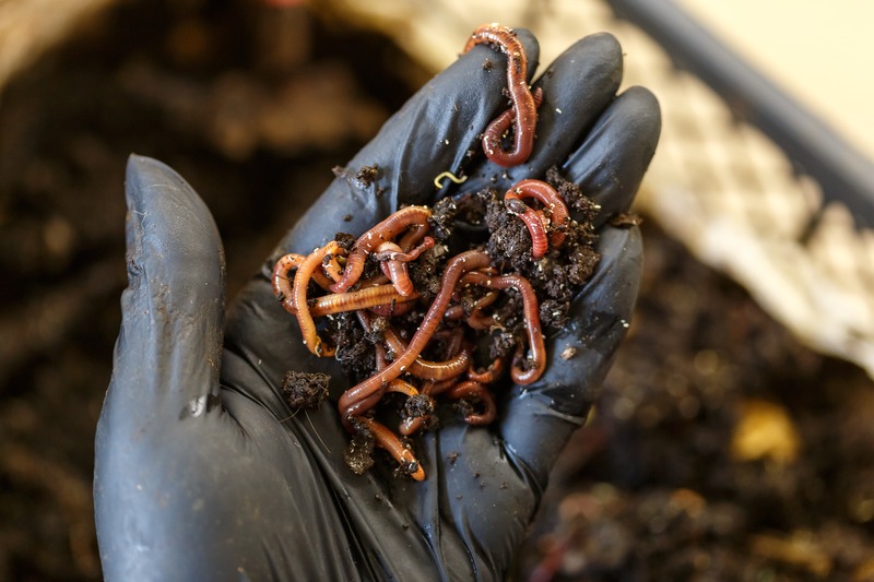a handful of worms from a worm bin
