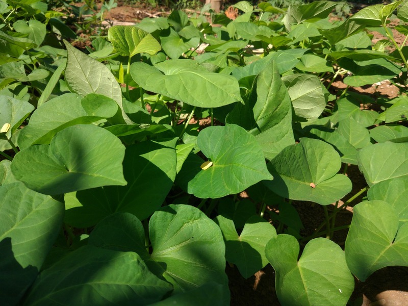 close up of sweet potato leaves ground cover