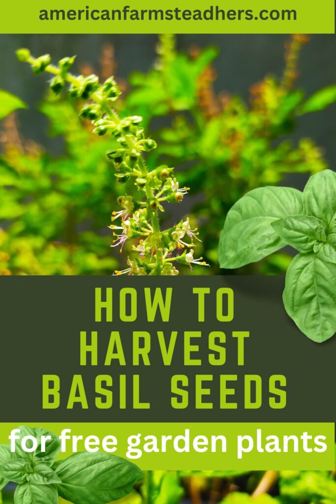 how-to-harvest-basil-seeds-featured-image