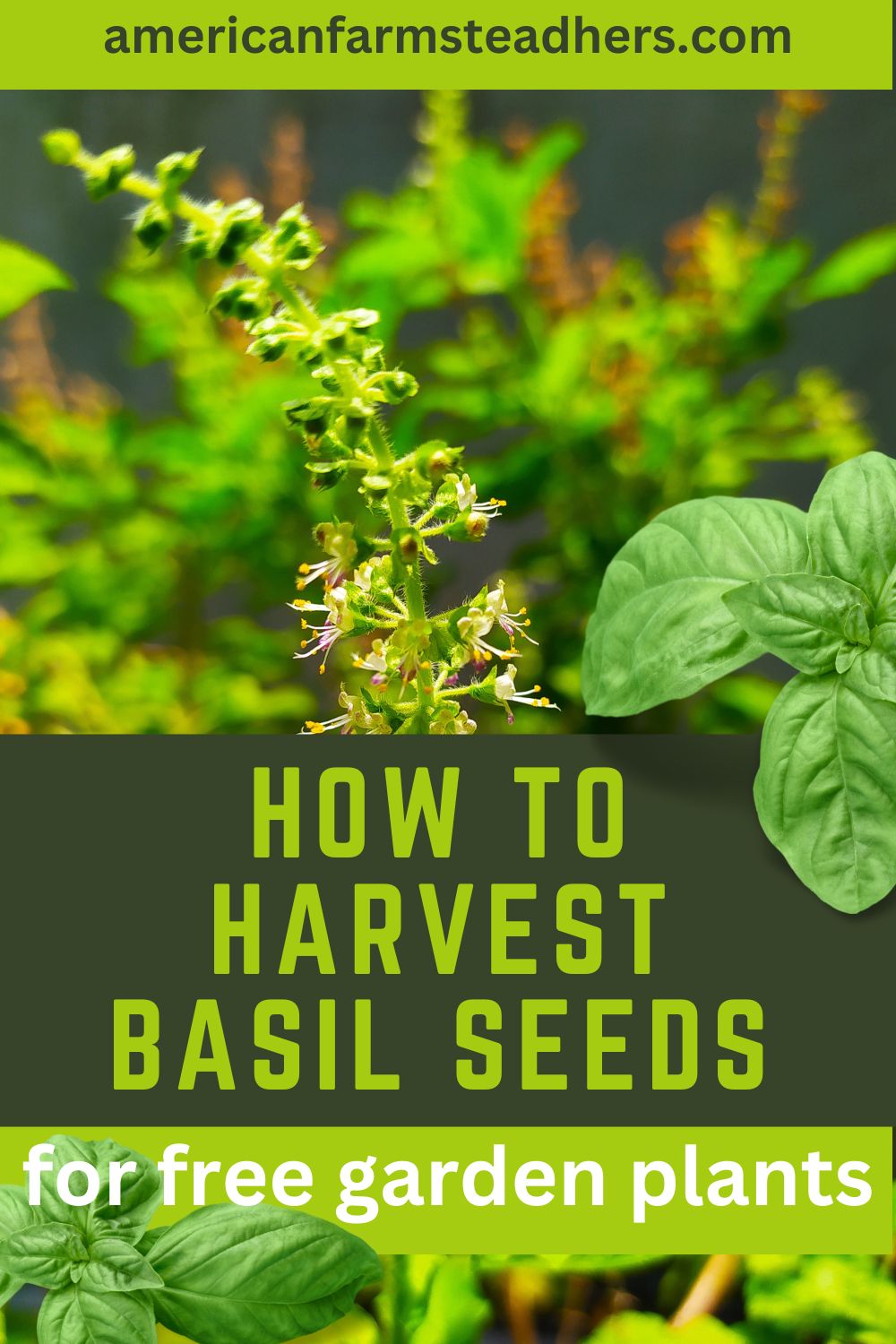 how-to-harvest-basil-seeds-featured-image