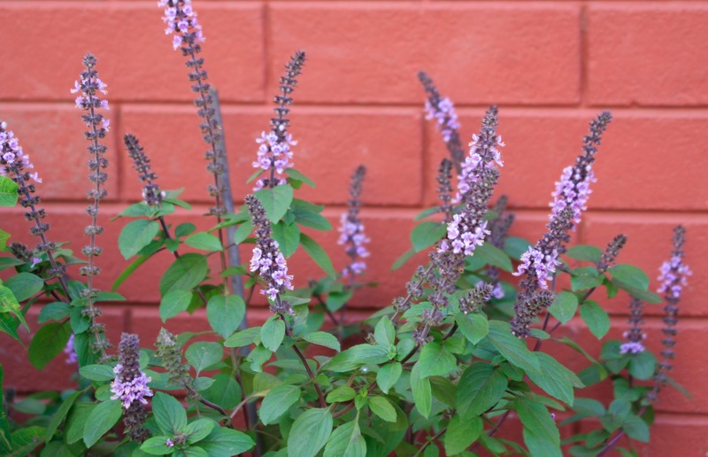 holy-basil-tulsi-with-flowers