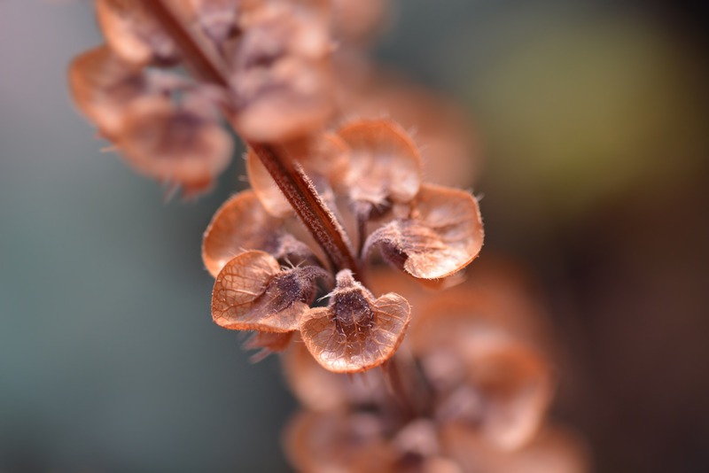 up close of basil seed in dried flower