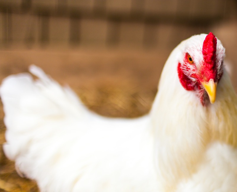 white leghorn hen