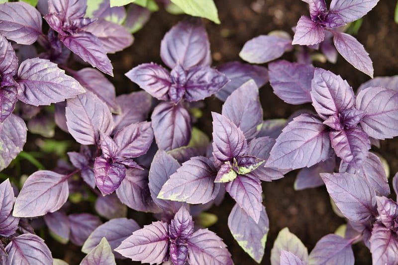 purplebasil