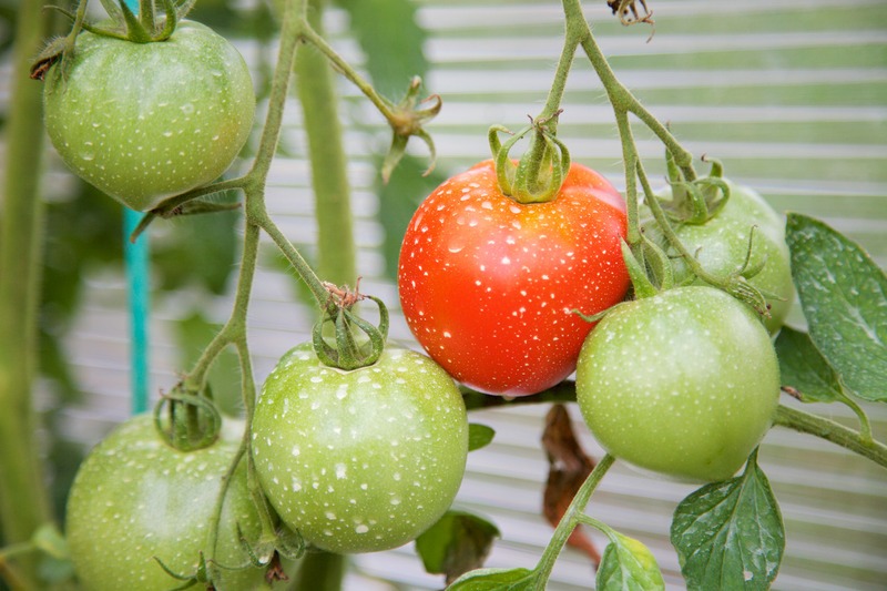 tomatoes on the vine