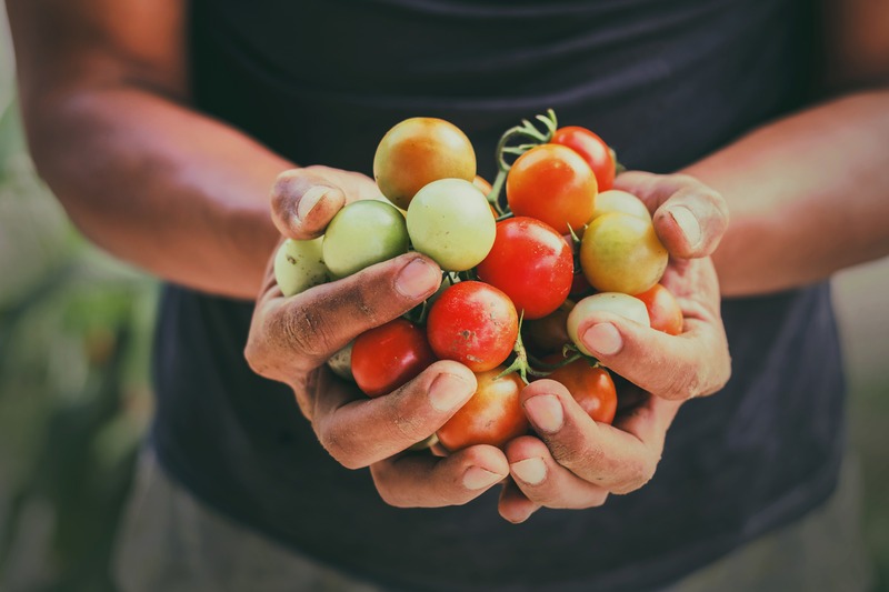 a handful of tomatoes