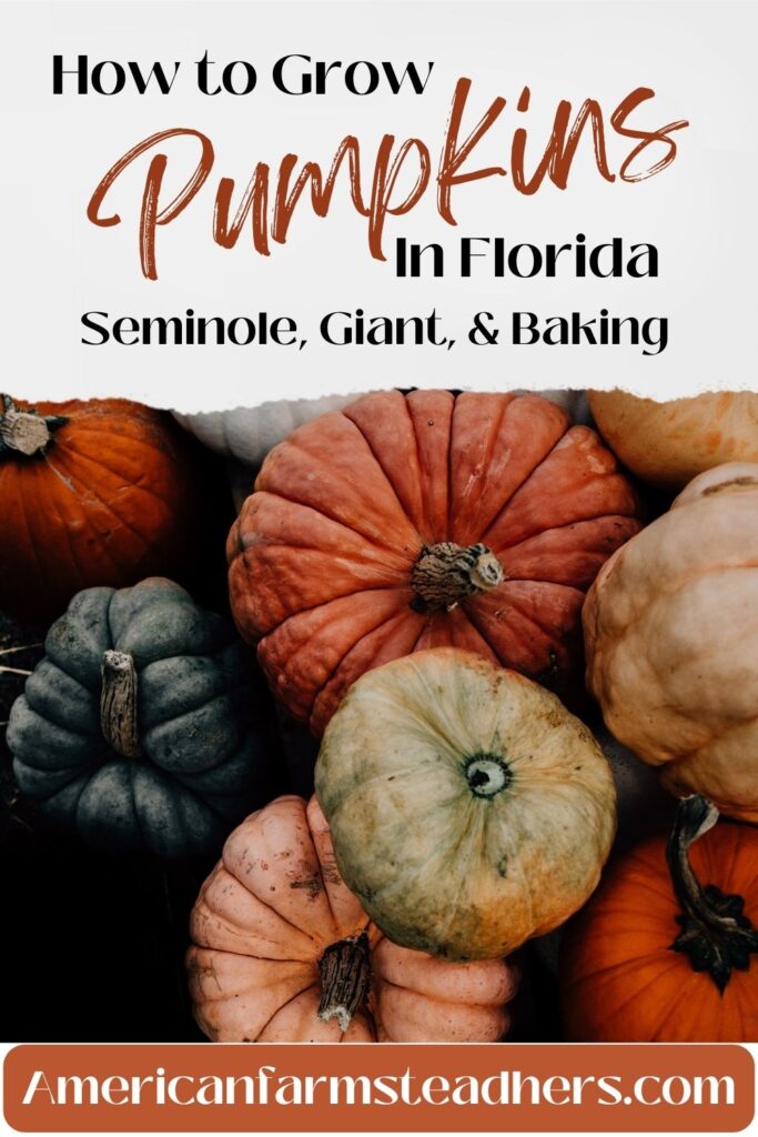 how to grow pumpkins in Florida