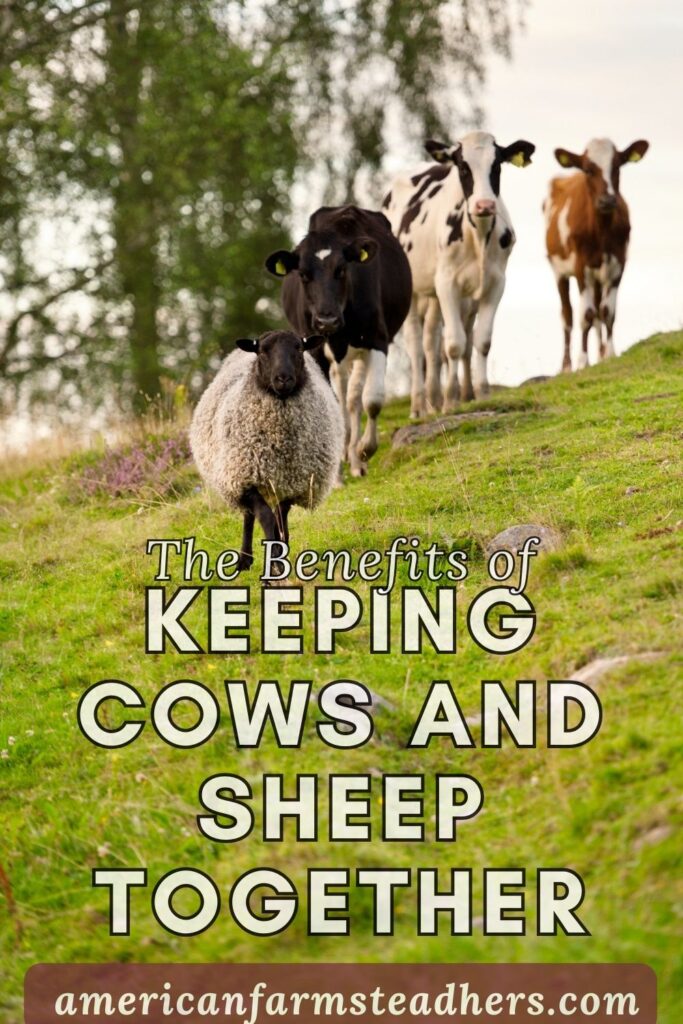 Keeping cows and sheep together featured image