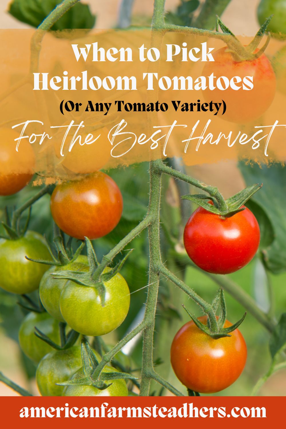 when to pick heirloom tomatoes