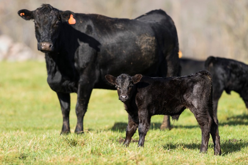 A Black Angus cow with a calf