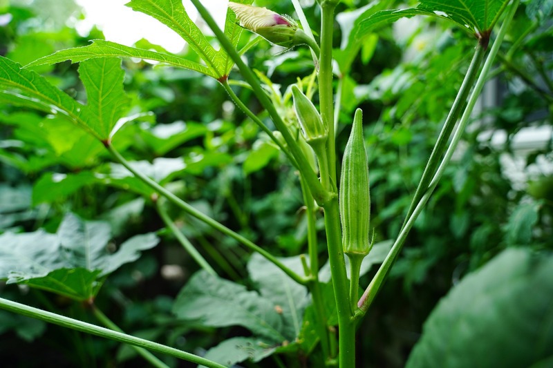 okra on the plant