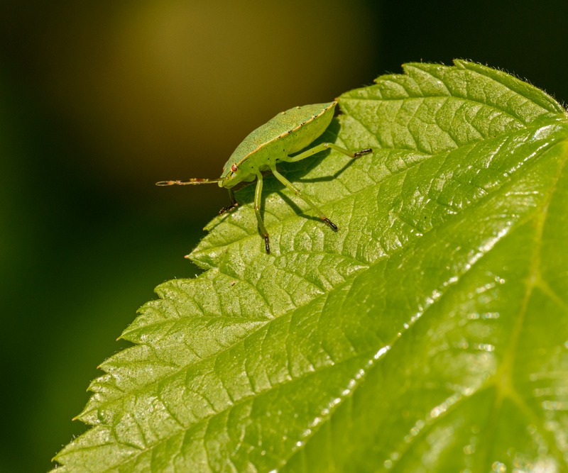 green bug on green leaf in garden