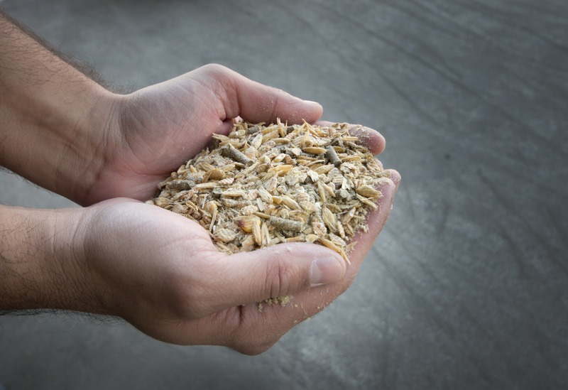 Close up of farmer's hand holding compound cattle feed in palms