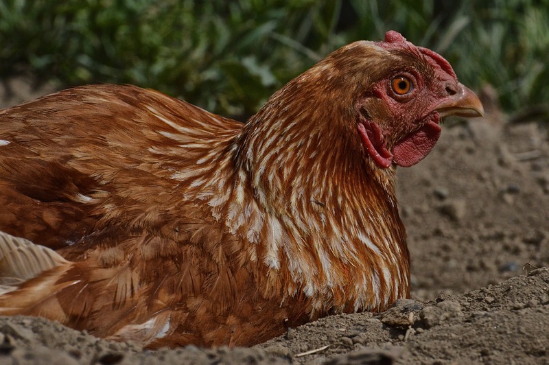 Close up of red chicken laying in dirt