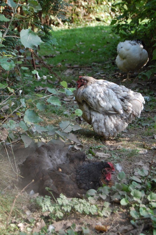 first bath is good for free range chickens