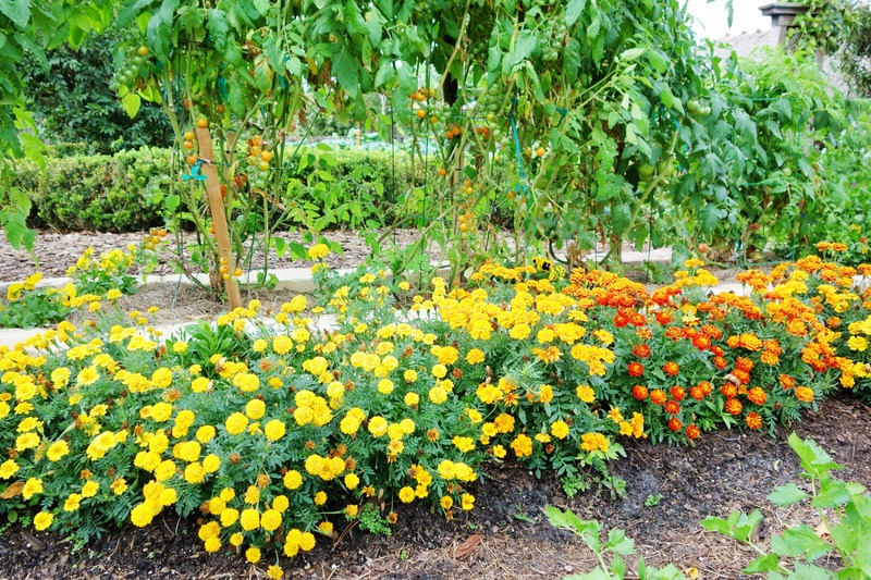 A long row row of marigolds (Tagetes) are planted alongside a raisd bed of tomato plants in a vegetable garden.