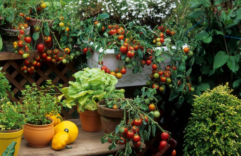 a balcony container garden with lettuce, herbs, tomatoes, and squash growing
