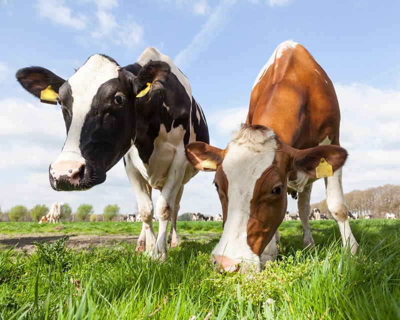 dairy cows grazing