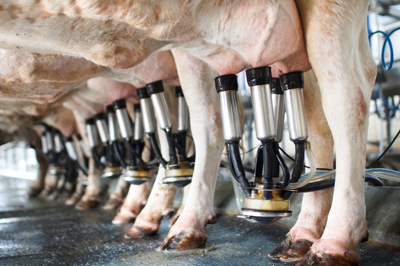 dairy machine milking cows in a line