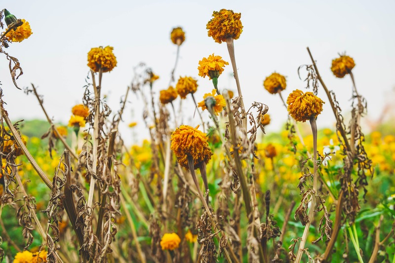 dead and dying marigold flowers in a garden