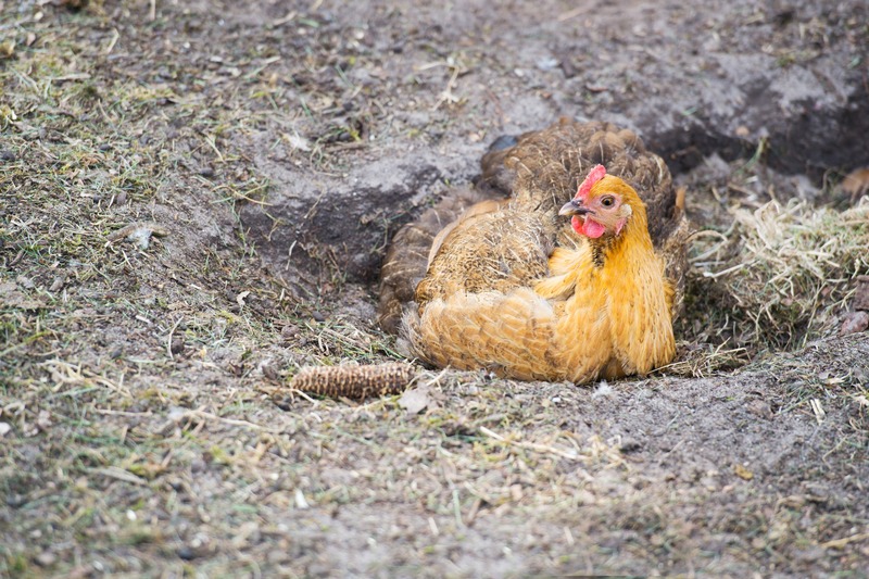 Natural chicken taking a dust bath