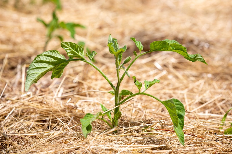 a tomato growing in hay mulch