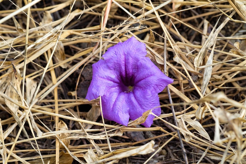 a flower growing in hay mulch