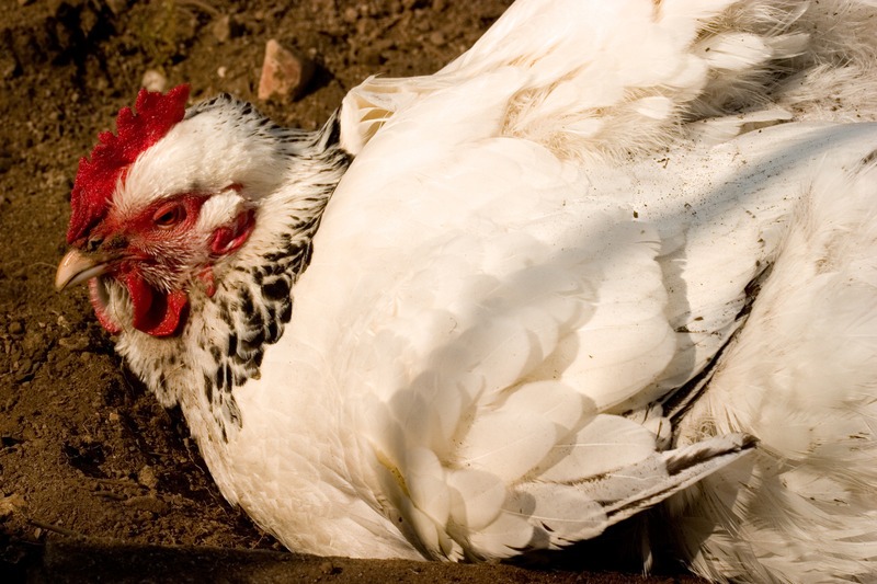 Light Sussex hen cleaning her feathers in a dirt bath
