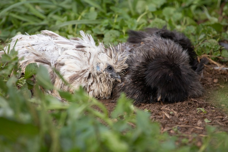 Two silkie chickens lying side by side as they take a "dust" (more like mud) bath after the rain.