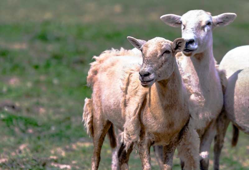 Katahdin hair sheep shedding coats stand in a pasture