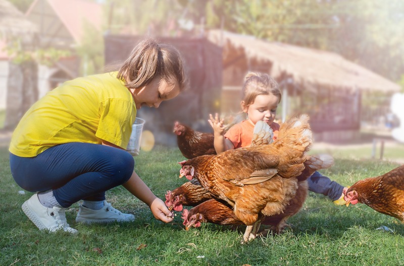 kids feeding chickens in yard