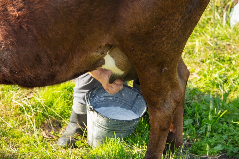 farmer milks cows by hand, old way to milk cows