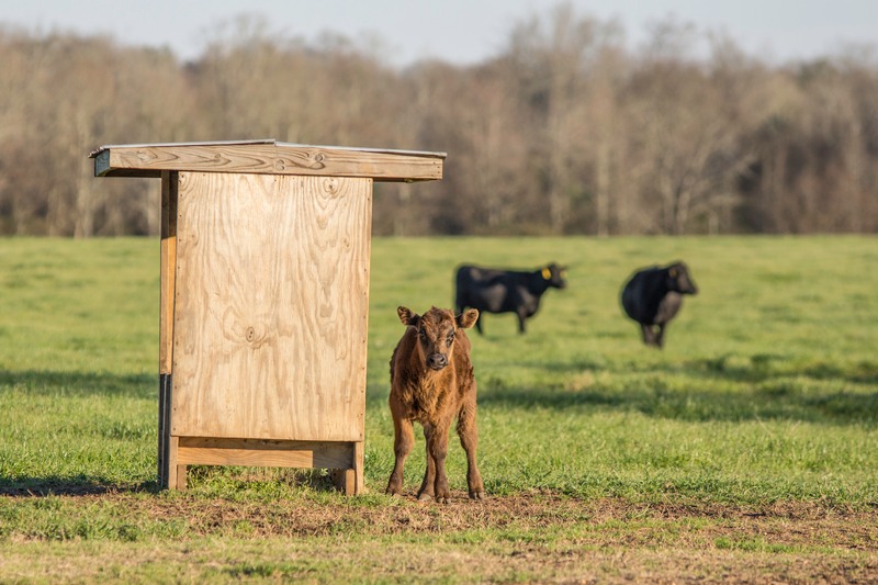 Brown calf next to a mineral feeder with black cows in the background