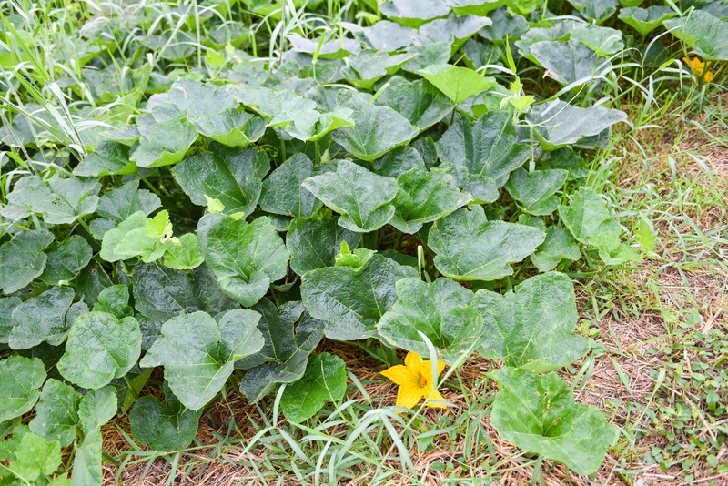 pumpkin vines running on ground